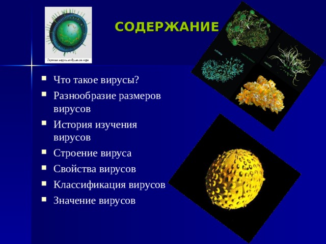 СОДЕРЖАНИЕ Что такое вирусы? Разнообразие размеров вирусов История изучения вирусов Строение вируса Свойства вирусов Классификация вирусов Значение вирусов 