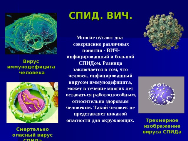 СПИД. ВИЧ.    Многие путают два  совершенно различных  понятия - ВИЧ-  инфицированный и больной  СПИДом. Разница  заключается в том, что  человек, инфицированный  вирусом иммунодефицита,  может в течение многих лет  оставаться работоспособным,  относительно здоровым  человеком. Такой человек не  представляет никакой  опасности для окружающих. Вирус иммунодефицита  человека Трехмерное изображение вируса СПИДа Смертельно опасный вирус СПИДа 