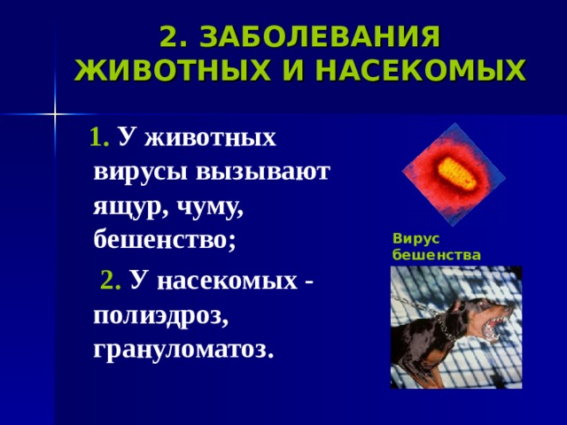 2. ЗАБОЛЕВАНИЯ ЖИВОТНЫХ И НАСЕКОМЫХ  1. У животных вирусы вызывают ящур, чуму, бешенство;  2. У насекомых - полиэдроз, грануломатоз.  Вирус бешенства 