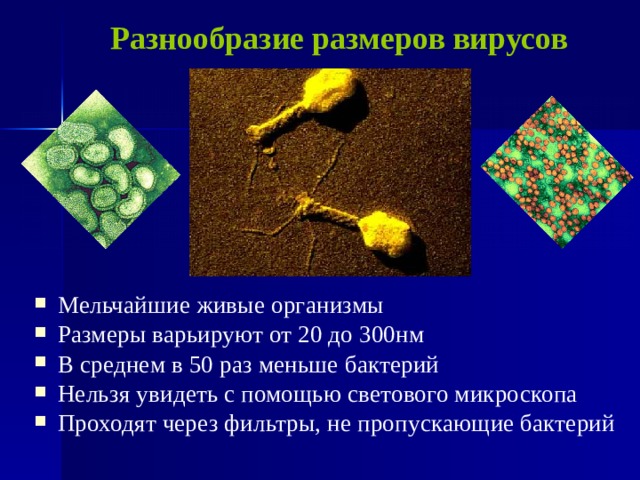 Разнообразие размеров вирусов Мельчайшие живые организмы Размеры варьируют от 20 до 300нм В среднем в 50 раз меньше бактерий Нельзя увидеть с помощью светового микроскопа Проходят через фильтры, не пропускающие бактерий 