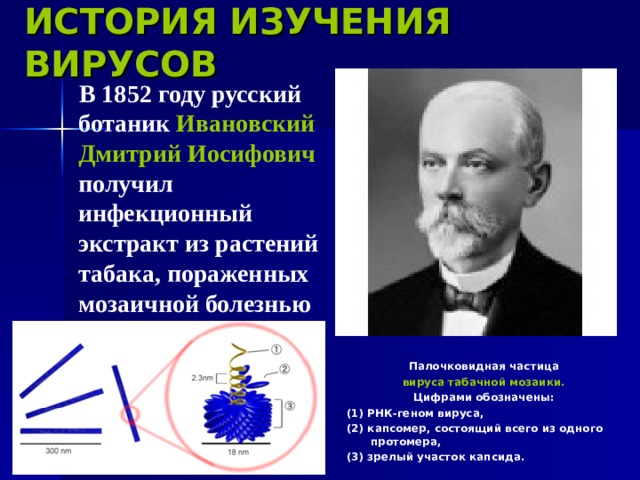 ИСТОРИЯ ИЗУЧЕНИЯ ВИРУСОВ  В 1852 году русский ботаник Ивановский Дмитрий Иосифович получил инфекционный экстракт из растений табака, пораженных мозаичной болезнью Палочковидная частица вируса табачной мозаики. Цифрами обозначены: (1) РНК-геном вируса, (2) капсомер, состоящий всего из одного протомера, (3) зрелый участок капсида.  