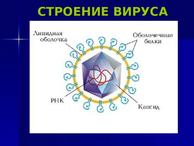 СТРОЕНИЕ ВИРУСА 