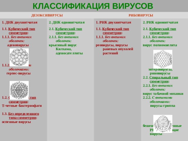 КЛАССИФИКАЦИЯ ВИРУСОВ  ДЕЗОКСИВИРУСЫ 1. ДНК двухнитчатая РИБОВИРУСЫ 2. ДНК однонитчатая 1.1. Кубический тип симметрии : 1.1.1. Без внешних оболочек:  аденовирусы     1.1.2. С внешними оболочками:  герпес-вирусы      1.2. Смешанный тип симметрии : Т-четные бактериофаги  1.3. Без определенного типа симметрии : оспенные вирусы 1. РНК двухнитчатая 2.1. Кубический тип симметрии : 2.1.1. Без внешних оболочек: крысиный вирус Килхама, аденосателлиты 2. РНК однонитчатая 1.1. Кубический тип симметрии : 1.1.1. Без внешних оболочек: реовирусы, вирусы раневых опухолей растений 2.1. Кубический тип симметрии : 2.1.1. Без внешних оболочек: вирус полиомиелита       энтеровирусы, риновирусы 2.2. Спиральный тип симметрии : 2.2.1. Без внешних оболочек: вирус табачной мозаики 2.2.2. С внешними оболочками:  вирусы гриппа     бешенства, онкогенные РНК-содержащие вирусы 