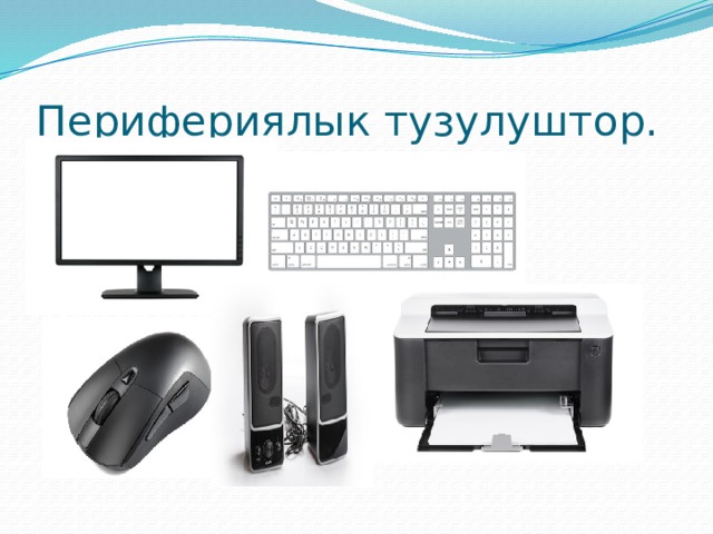 Перифериялык тузулуштор. 