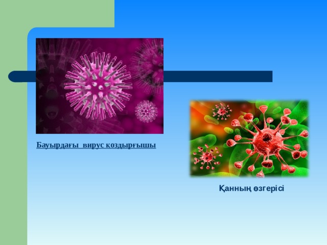 Бауырдағы вирус қоздырғышы Қанның өзгерісі 