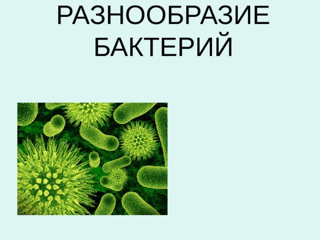 РАЗНООБРАЗИЕ БАКТЕРИЙ   