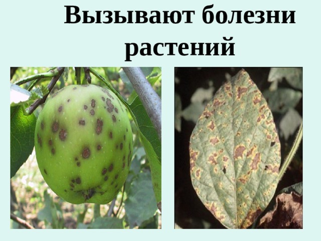 Вызывают болезни растений 