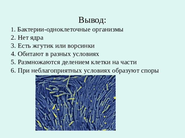 Вывод: 1 . Бактерии-одноклеточные организмы 2. Нет ядра 3. Есть жгутик или ворсинки 4. Обитают в разных условиях 5. Размножаются делением клетки на части 6. При неблагоприятных условиях образуют споры 
