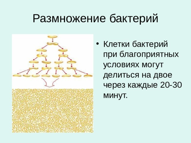 Размножение бактерий Клетки бактерий при благоприятных условиях могут делиться на двое через каждые 20-30 минут. 