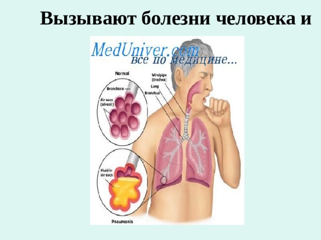 Вызывают болезни человека и животных 