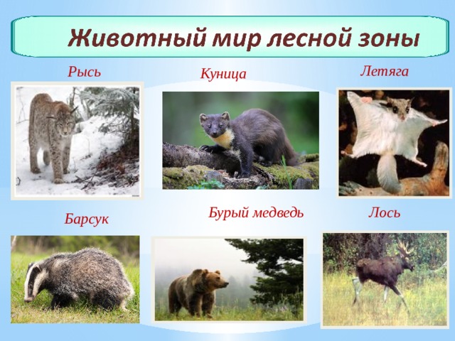 Летяга Рысь Куница Лось Бурый медведь Барсук 