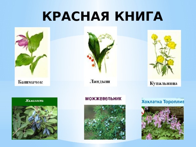КРАСНАЯ КНИГА 