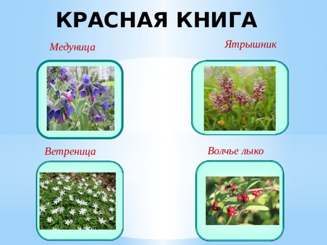 КРАСНАЯ КНИГА Ятрышник Медуница Волчье лыко Ветреница 