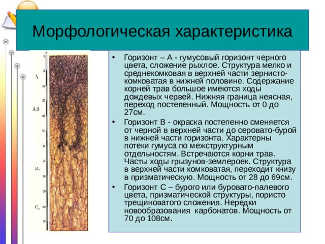 Морфологическая характеристика Горизонт – А - гумусовый горизонт черного цвета, сложение рыхлое. Структура мелко и среднекомковая в верхней части зернисто-комковатая в нижней половине. Содержание корней трав большое имеются ходы дождевых червей. Нижняя граница неясная, переход постепенный. Мощность от 0 до 27см. Горизонт В - окраска постепенно сменяется от черной в верхней части до серовато-бурой в нижней части горизонта. Характерны потеки гумуса по межструктурным отдельностям. Встречаются корни трав. Часты ходы грызунов-землероек. Структура в верхней части комковатая, переходит книзу в призматическую. Мощность от 28 до 69см. Горизонт С – бурого или буровато-палевого цвета, призматической структуры, пористо трещиноватого сложения. Нередки новообразования карбонатов. Мощность от 70 до 108см. 