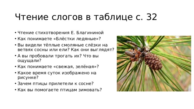 Чтение слогов в таблице с. 32 Чтение стихотворения Е. Благининой Как понимаете «Блёстки ледяные»? Вы видели тёплые смоляные слёзки на ветвях сосны или ели? Как они выглядят? А вы пробовали трогать их? Что вы ощущали? Как понимаете «свежая, зелёная»? Какое время суток изображено на рисунке? Зачем птицы прилетели к сосне? Как вы помогаете птицам зимовать? 