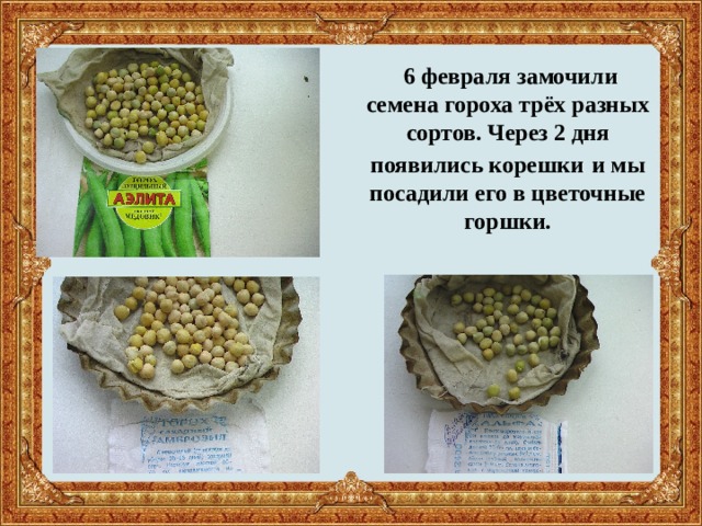  6 февраля замочили семена гороха трёх разных сортов. Через 2 дня появились корешки  и мы посадили его в цветочные горшки. 