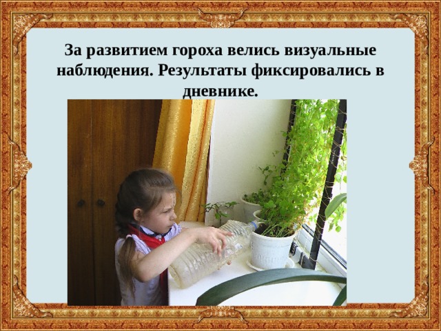 За развитием гороха велись визуальные наблюдения. Результаты фиксировались в дневнике.   