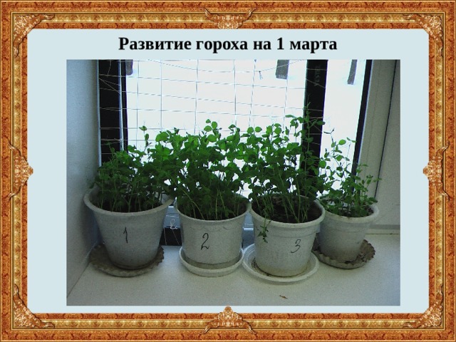 Развитие гороха на 1 марта 