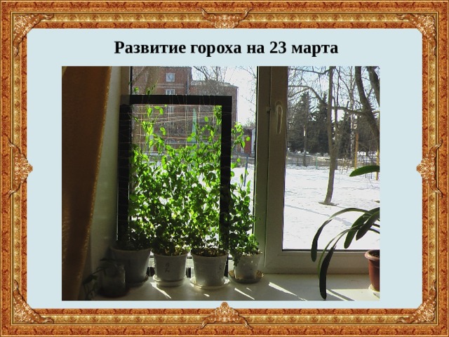 Развитие гороха на 23 марта 