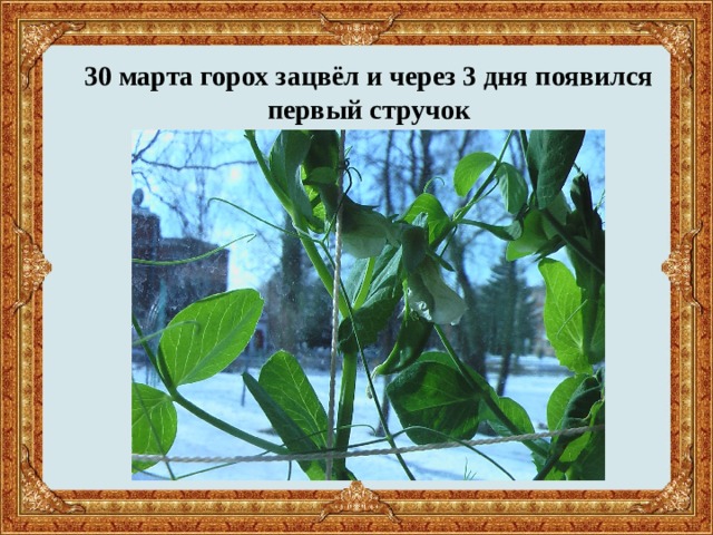30 марта горох зацвёл и через 3 дня появился первый стручок 