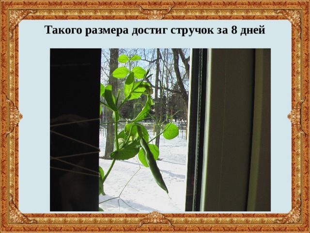 Такого размера достиг стручок за 8 дней 