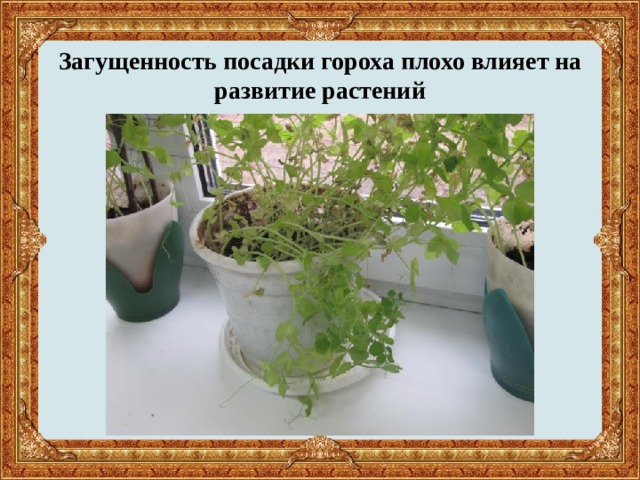 Загущенность посадки гороха плохо влияет на развитие растений 