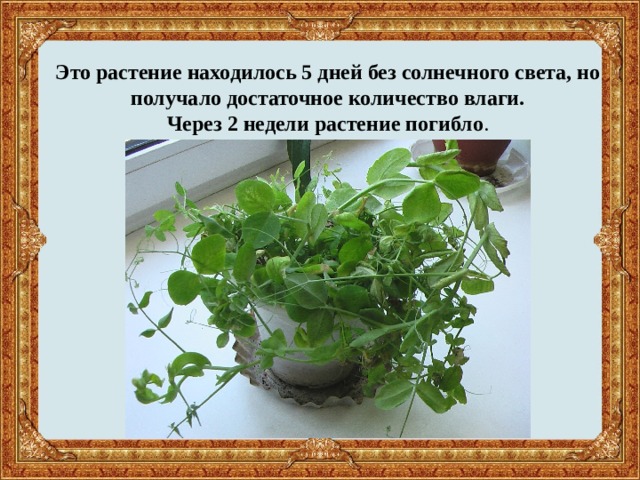 Это растение находилось 5 дней без солнечного света, но получало достаточное количество влаги.  Через 2 недели растение погибло . 