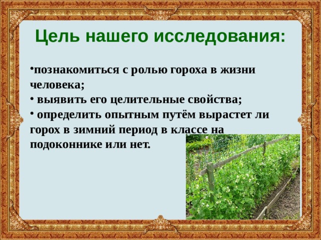  Цель нашего исследования:    познакомиться с ролью гороха в жизни человека ;  выявить его целительные свойства;  определить опытным путём вырастет ли горох в зимний период в классе на подоконнике или нет. 