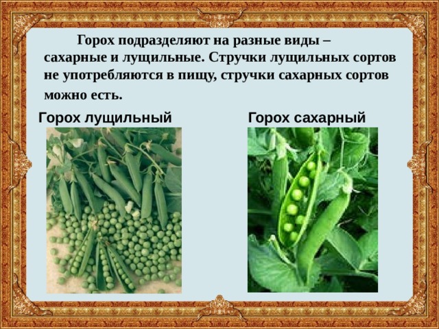  Горох подразделяют на разные виды –  сахарные и лущильные. Стручки лущильных сортов не употребляются в пищу, стручки сахарных сортов можно есть.      Горох лущильный  Горох сахарный 