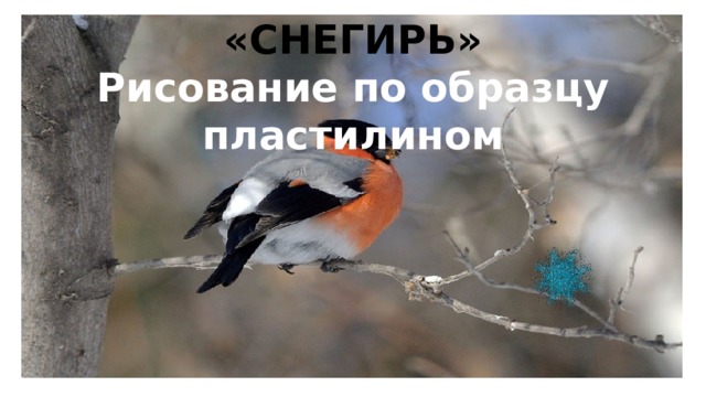  «СНЕГИРЬ» Рисование по образцу пластилином 