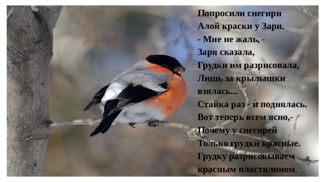 Попросили снегири   Алой краски у Зари.   - Мне не жаль, -   Заря сказала,   Грудки им разрисовала,   Лишь за крылышки взялась...   Стайка раз - и поднялась.   Вот теперь всем ясно,-   Почему у снегирей   Только грудки красные.  Грудку разрисовываем красным пластилином . 