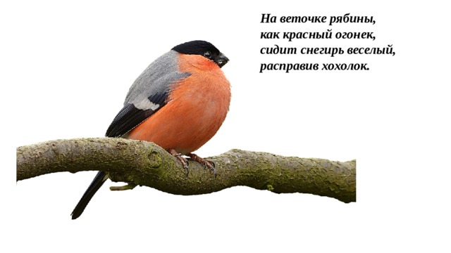 На веточке рябины,   как красный огонек,   сидит снегирь веселый,   расправив хохолок.  