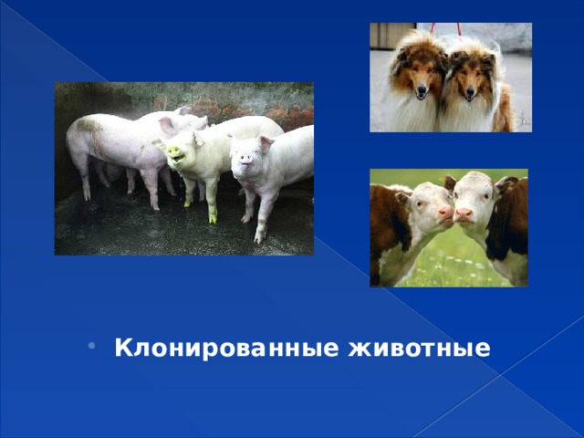 Клонированные животные 