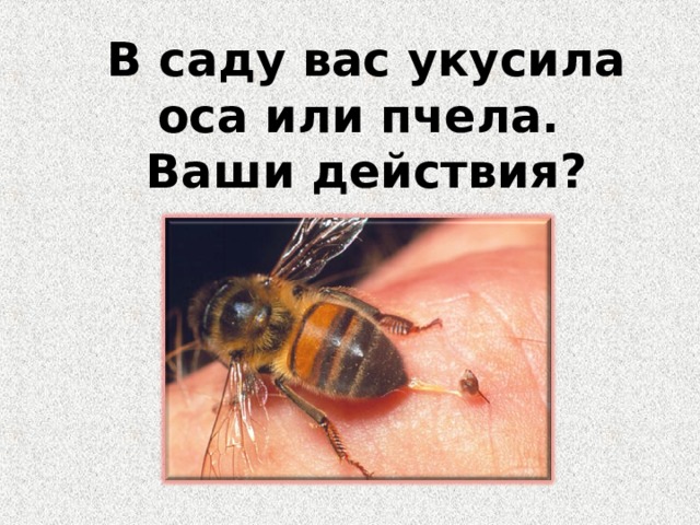  В саду вас укусила оса или пчела.  Ваши действия? 