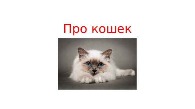 Про кошек 