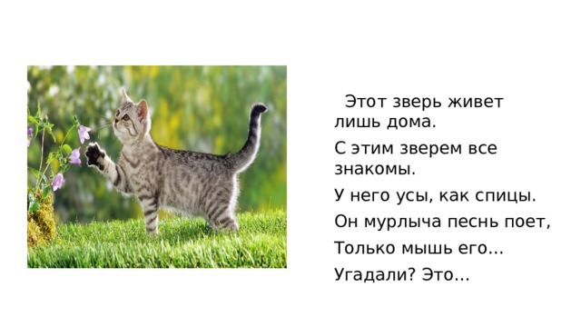  Этот зверь живет лишь дома. С этим зверем все знакомы. У него усы, как спицы. Он мурлыча песнь поет, Только мышь его… Угадали? Это… 