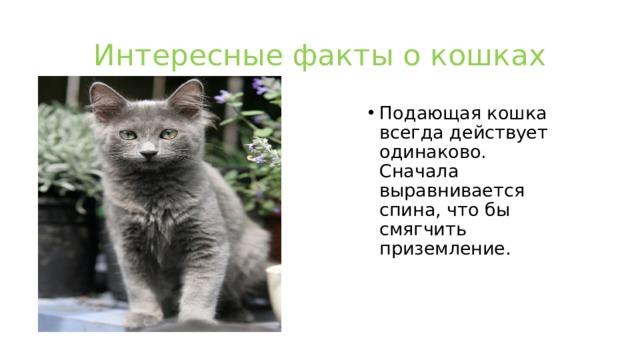 Интересные факты о кошках Подающая кошка всегда действует одинаково. Сначала выравнивается спина, что бы смягчить приземление. 