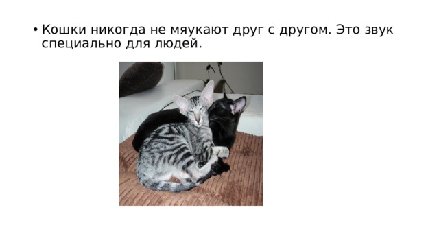 Кошки никогда не мяукают друг с другом. Это звук специально для людей. 