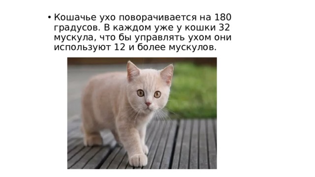 Кошачье ухо поворачивается на 180 градусов. В каждом уже у кошки 32 мускула, что бы управлять ухом они используют 12 и более мускулов. 