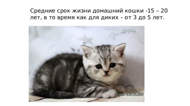 Средние срок жизни домашний кошки -15 – 20 лет, в то время как для диких – от 3 до 5 лет. 