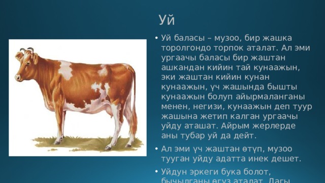  Уй   Уй баласы – музоо, бир жашка торолгондо торпок аталат. Ал эми ургаачы баласы бир жаштан ашкандан кийин тай кунаажын, эки жаштан кийин кунан кунаажын, үч жашында бышты кунаажын болуп айырмаланганы менен, негизи, кунаажын деп туур жашына жетип калган ургаачы уйду аташат. Айрым жерлерде аны тубар уй да дейт.  Ал эми үч жаштан өтүп, музоо тууган уйду адатта инек дешет.  Уйдун эркеги бука болот, бычылганы өгүз аталат. Дагы оопаз же ноопаз деген сөз айтылат, ал бычылган буканын төрт жашка караганы . 