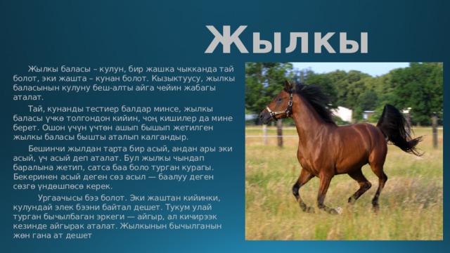  Жылкы  Жылкы баласы – кулун, бир жашка чыкканда тай болот, эки жашта – кунан болот. Кызыктуусу, жылкы баласынын кулуну беш-алты айга чейин жабагы аталат.  Тай, кунанды тестиер балдар минсе, жылкы баласы үчкө толгондон кийин, чоң кишилер да мине берет. Ошон үчүн үчтөн ашып бышып жетилген жылкы баласы бышты аталып калгандыр.   Бешинчи жылдан тарта бир асый, андан ары эки асый, үч асый деп аталат. Бул жылкы чындап баралына жетип, сатса баа боло турган курагы. Бекеринен асый деген сөз асыл — баалуу деген сөзгө үндөшпөсө керек.   Ургаачысы бээ болот. Эки жаштан кийинки, кулундай элек бээни байтал дешет. Тукум улай турган бычылбаган эркеги — айгыр, ал кичирээк кезинде айгырак аталат. Жылкынын бычылганын жөн гана ат дешет 