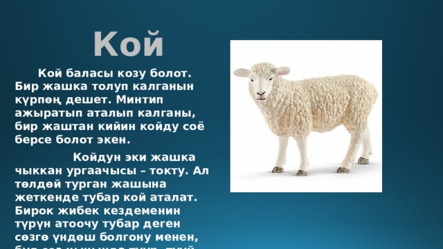  Кой  Кой баласы козу болот. Бир жашка толуп калганын күрпөң дешет. Минтип ажыратып аталып калганы, бир жаштан кийин койду соё берсе болот экен.   Койдун эки жашка чыккан ургаачысы – токту. Ал төлдөй турган жашына жеткенде тубар кой аталат. Бирок жибек кездеменин түрүн атоочу тубар деген сөзгө үндөш болгону менен, бул сөз чынында туур, тууй турган деген сөз менен уңгулаш.  