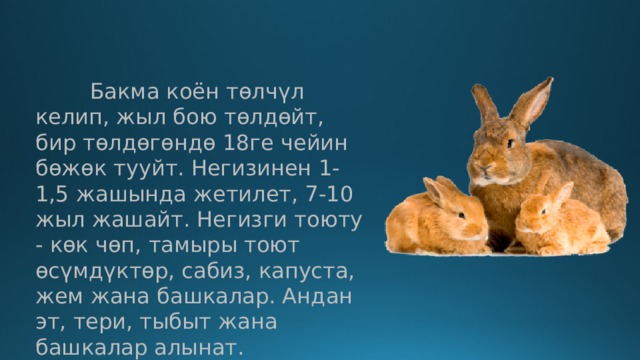  Бакма коён төлчүл келип, жыл бою төлдөйт, бир төлдөгөндө 18ге чейин бөжөк тууйт. Негизинен 1-1,5 жашында жетилет, 7-10 жыл жашайт. Негизги тоюту - көк чөп, тамыры тоют өсүмдүктөр, сабиз, капуста, жем жана башкалар. Андан эт, тери, тыбыт жана башкалар алынат. 