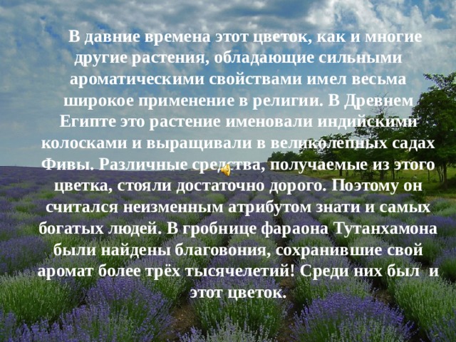 В давние времена этот цветок, как и многие другие растения, обладающие сильными ароматическими свойствами имел весьма широкое применение в религии. В Древнем Египте это растение именовали индийскими колосками и выращивали в великолепных садах Фивы. Различные средства, получаемые из этого цветка, стояли достаточно дорого. Поэтому он считался неизменным атрибутом знати и самых богатых людей. В гробнице фараона Тутанхамона были найдены благовония, сохранившие свой аромат более трёх тысячелетий! Среди них был и этот цветок.