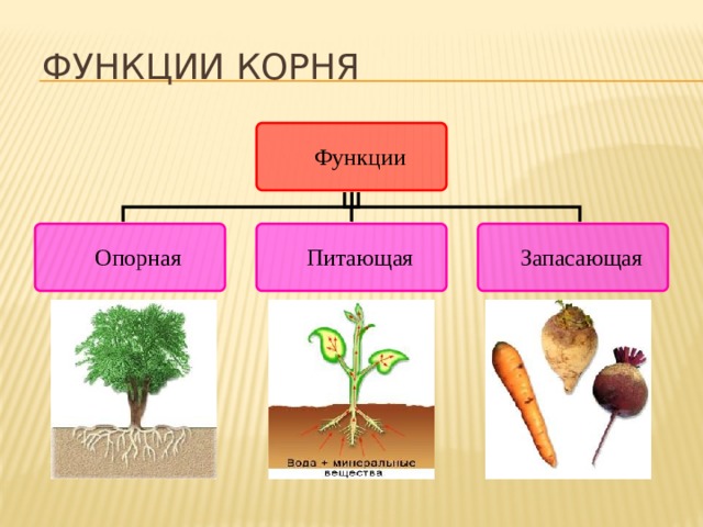 Функции корня  Опорная. Любое растение удерживается в почве благодаря хорошо разветвленным корням.  Питающая. С помощью корней растения получают воду и минеральные соли.  Запасающая. В корнях многих растений откладываются про запас питательные вещества. 3 