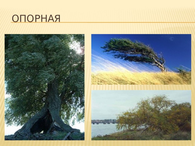 Опорная Шумят летом деревья в налетевшем теплом ветре, низко склоняют ветви, теряя желтую листву в сырую осеннюю непогоду, сгибаются, скрипят и стонут в порывах снежных метелей и бурь... Но ведь почти всегда им удается не упасть, устоять. Как же это у них получается? А все очень просто: деревья цепко держатся за землю своими корнями. 3 