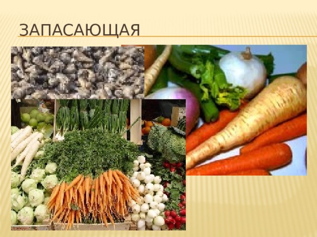 Запасающая  В клетках самих корней также образуется много веществ, необходимых растению. Таким образом, корни часто являются своеобразной подземной кладовой. 3 