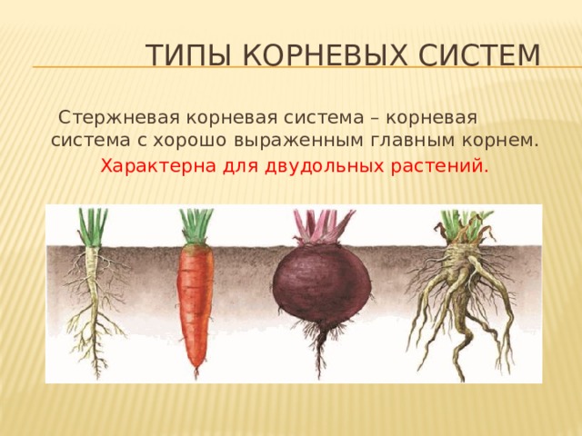 Типы корневых систем  Стержневая корневая система – корневая система с хорошо выраженным главным корнем.  Характерна для двудольных растений. 