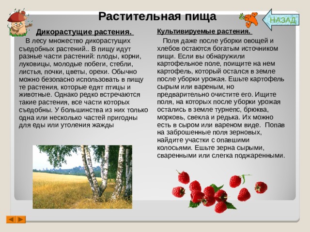 Растительная пища НАЗАД Дикорастущие растения.     В лесу множество дикорастущих съедобных растений.. В пищу идут разные части растений: плоды, корни, луковицы, молодые побеги, стебли, листья, почки, цветы, орехи. Обычно можно безопасно использовать в пищу те растения, которые едят птицы и животные. Однако редко встречаются такие растения, все части которых съедобны. У большинства из них только одна или несколько частей пригодны для еды или утоления жажды Культивируемые растения.     Поля даже после уборки овощей и хлебов остаются богатым источником пищи. Если вы обнаружили картофельное поле, поищите на нем картофель, который остался в земле после уборки урожая. Ешьте картофель сырым или вареным, но предварительно очистите его. Ищите поля, на которых после уборки урожая остались в земле турнепс, брюква, морковь, свекла и редька. Их можно есть в сыром или вареном виде.  Попав на заброшенные поля зерновых, найдите участки с опавшими колосьями. Ешьте зерна сырыми, сваренными или слегка поджаренными. 